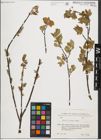 Foto von Salix iliensis Regel